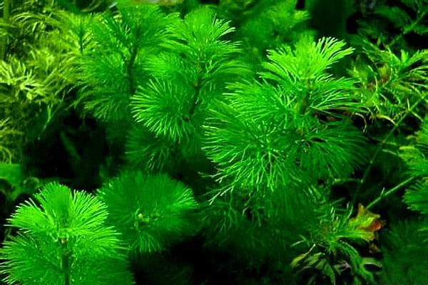 绿菊：一种美丽的沉水水草
