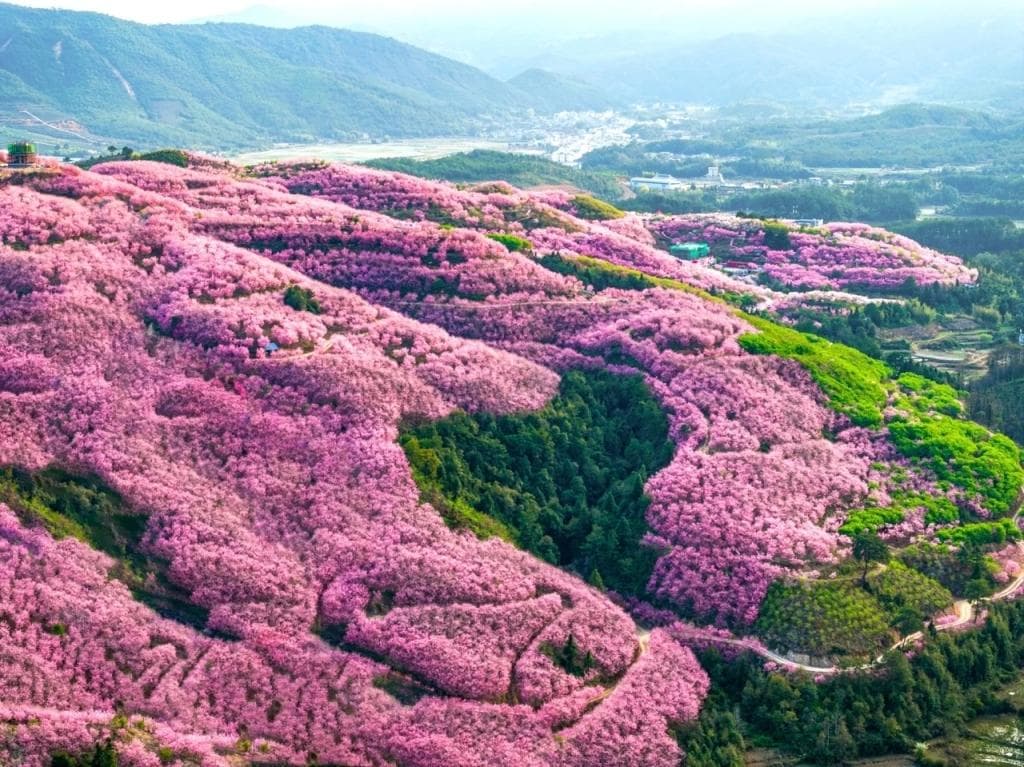 赏漫山樱花、泡能喝的温泉，福建清流将山水资源变为浪漫旅游新潮流