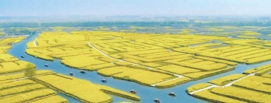 【文苑】观赏油菜花， “千垛”有韵味