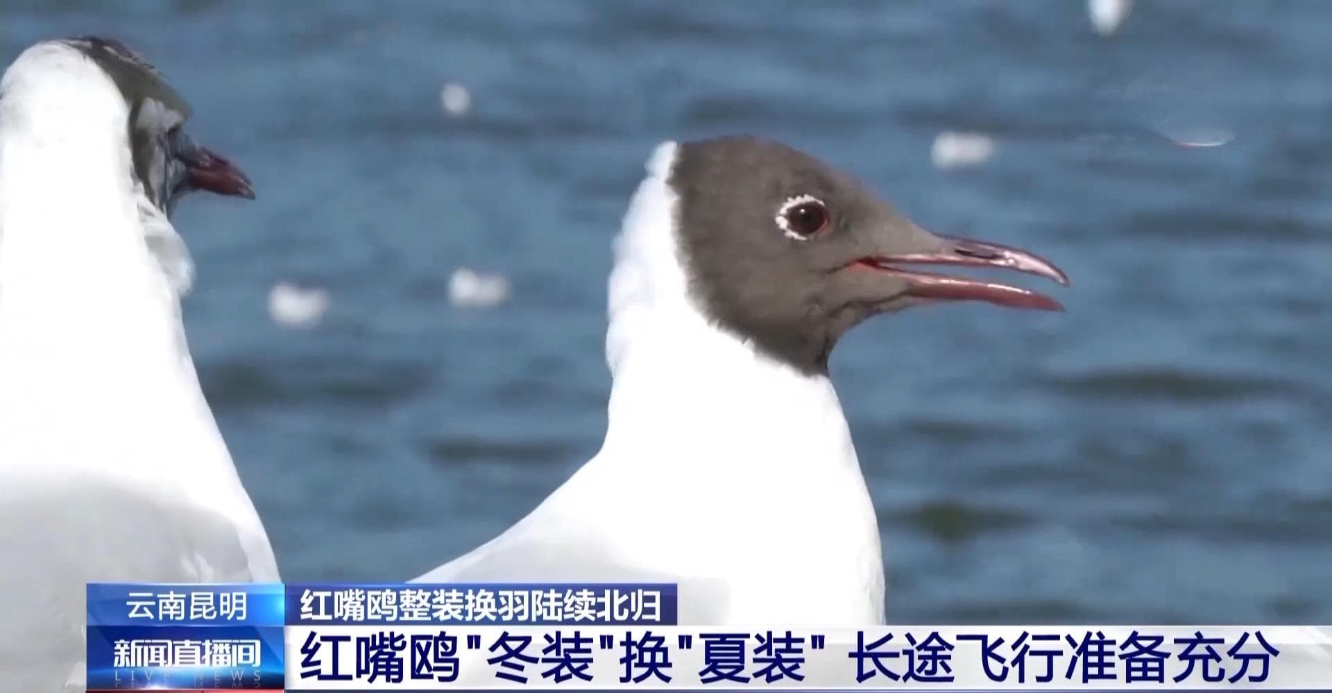 红嘴鸥陆续北归 卫星“小背包”揭秘迁徙之路