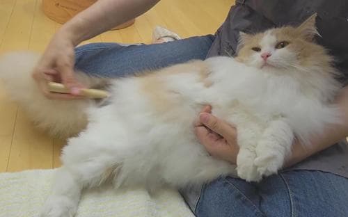 猫咪爱梳毛是天性，也有清洁和放松作用。