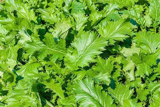 芥菜的功效与作用禁忌 芥菜丝的腌制方法大全
