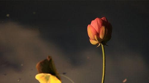 一叶一菩提一花一世界：佛家经典语录的深度解析