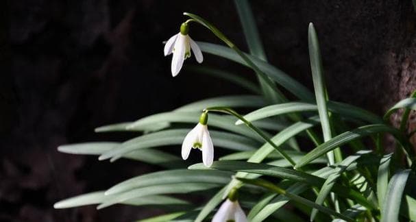 香雪兰种植全攻略：从栽种到收获的全程指南