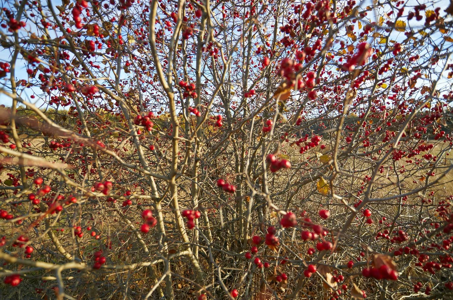 新手也能种好花椒：六大环节全程技术指导