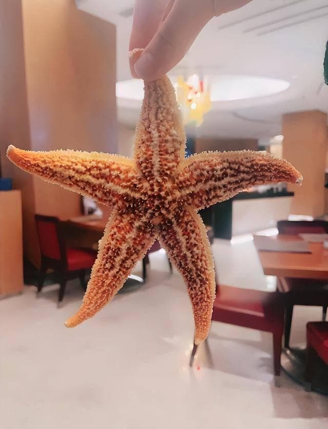 海星怎么吃好吃？分享4种最简单方法，营养美味，家人爱吃