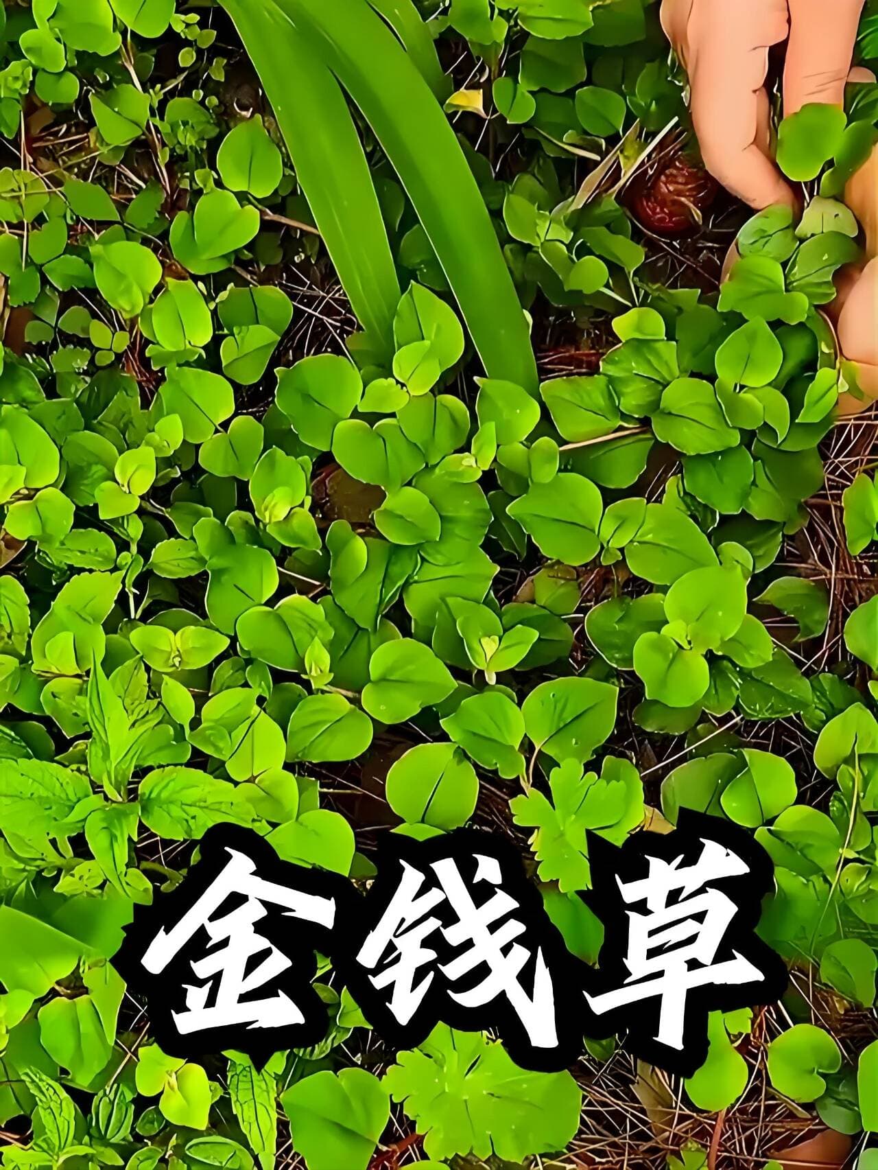 中草药：过路黄（金钱草）