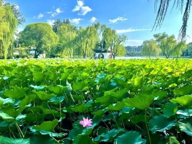 朱淑真《清平乐·夏日游湖》词赏析