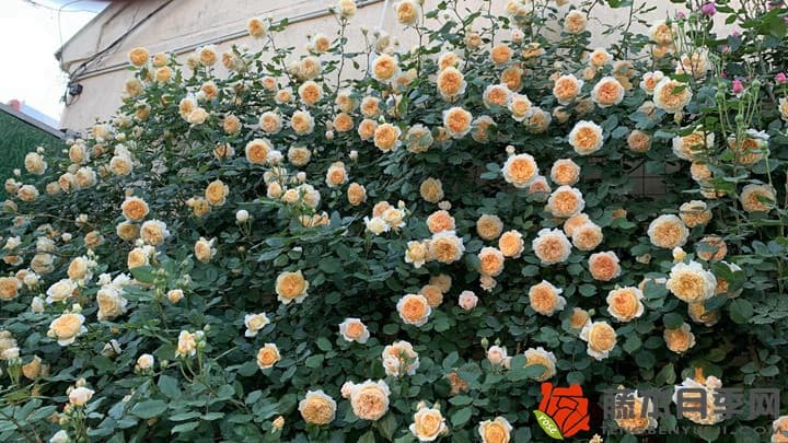 月季花多开花的养护秘诀