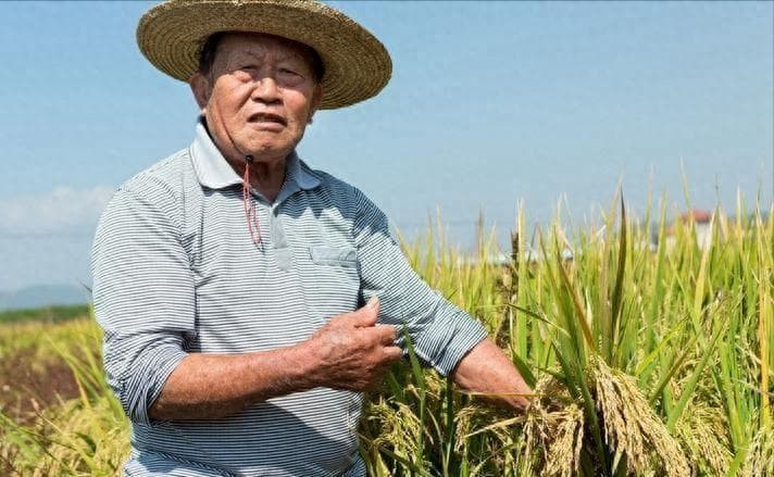 竹子和水稻能杂交？1.5米高还有竹子清香，每斤售价为何高达20元