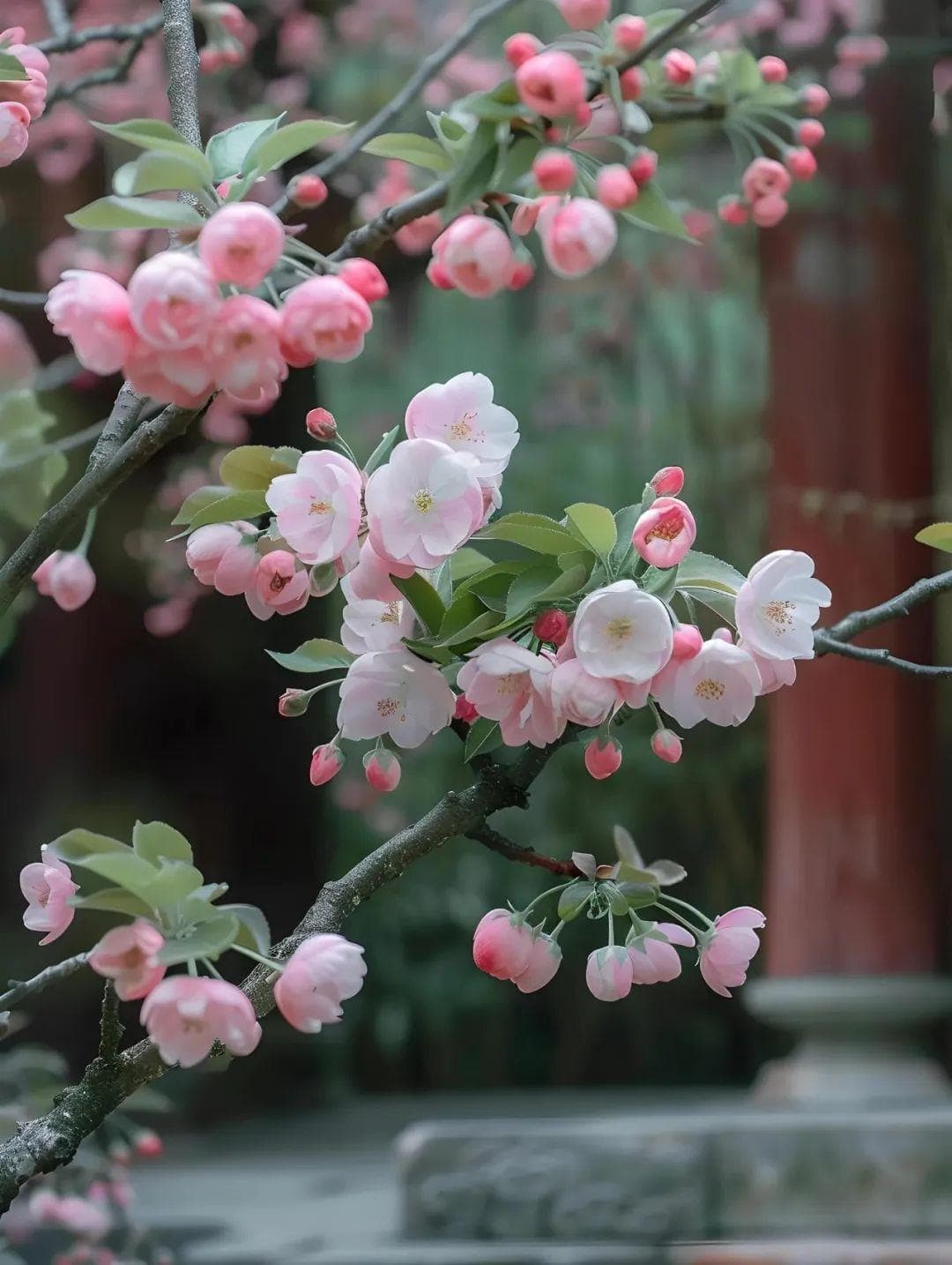 【花卉科普】每天认识一种花-海棠花