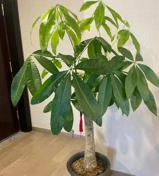 发财树土培怎么养？多久能生根？