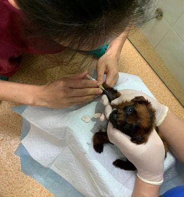 长期接触宠物猫可能带来的健康问题及预防措施