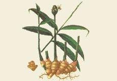 干姜：温中散寒的中药材