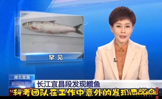 鳤鱼重现赣江！长江禁渔四年多，多种珍稀鱼类重返母亲河