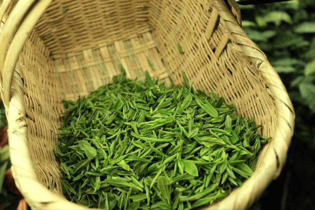 毛尖属于什么茶？
