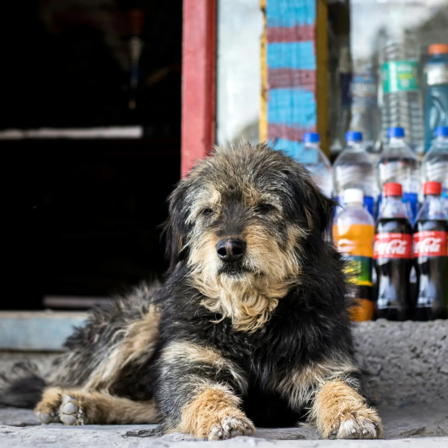 德国牧羊犬不能喝可乐？真相揭秘！