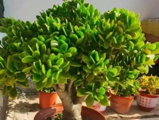盆栽肉桂种植指南：打造健康植株的8个关键