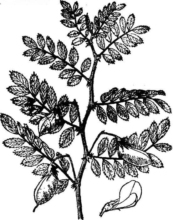 鹰嘴豆Cicer arietinum Linn.：从形态特征到栽培要点的全面解析