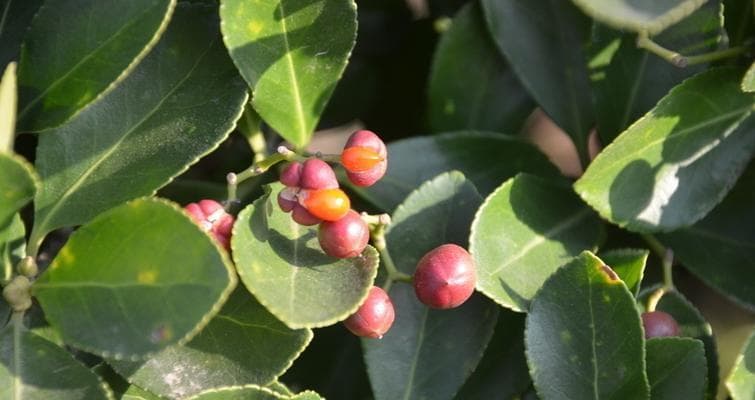 探究冬青的植物特性（冬青的分类、形态特征、生长环境与栽培方法）