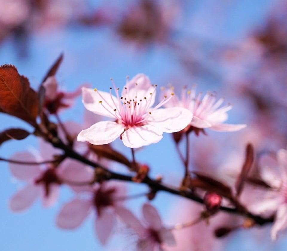 日本活动一览表：从初诣到除夕荞麦面，详解日本传统节日