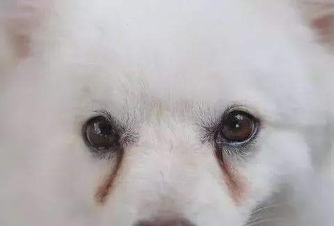 狗狗有泪痕？七大护理妙招让你家毛孩子秒变电眼萌宠！