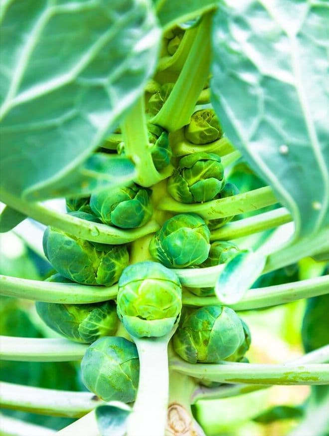 孢子甘蓝种植方法