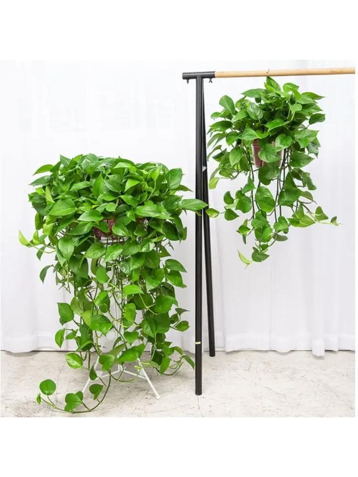 室内风水：藤类植物摆放，注意植物高度有何讲究？
