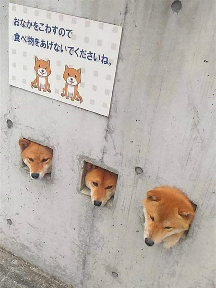 只需一块纸板，狗狗Coser变身《宝可梦》伊布，玩家：惟妙惟肖