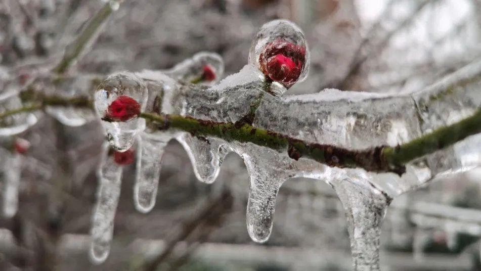 冻雨暴雪袭击中南部，农大专家指导春耕生产防灾