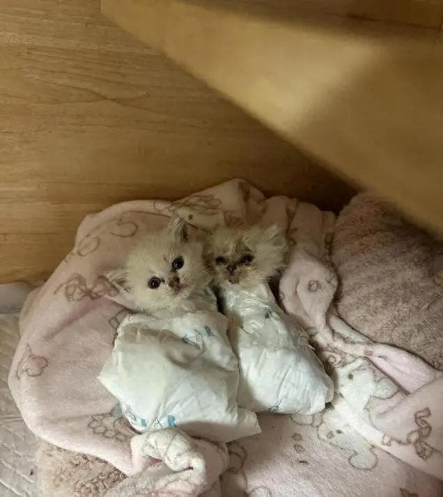 奶猫身上有跳蚤怎么办？3个必知方法，帮你彻底解决！