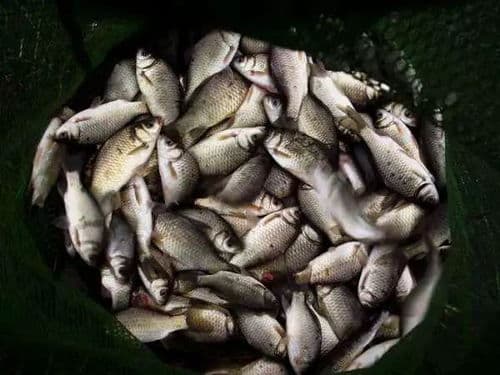 家庭养鱼指南：三种美味易养的鱼种推荐