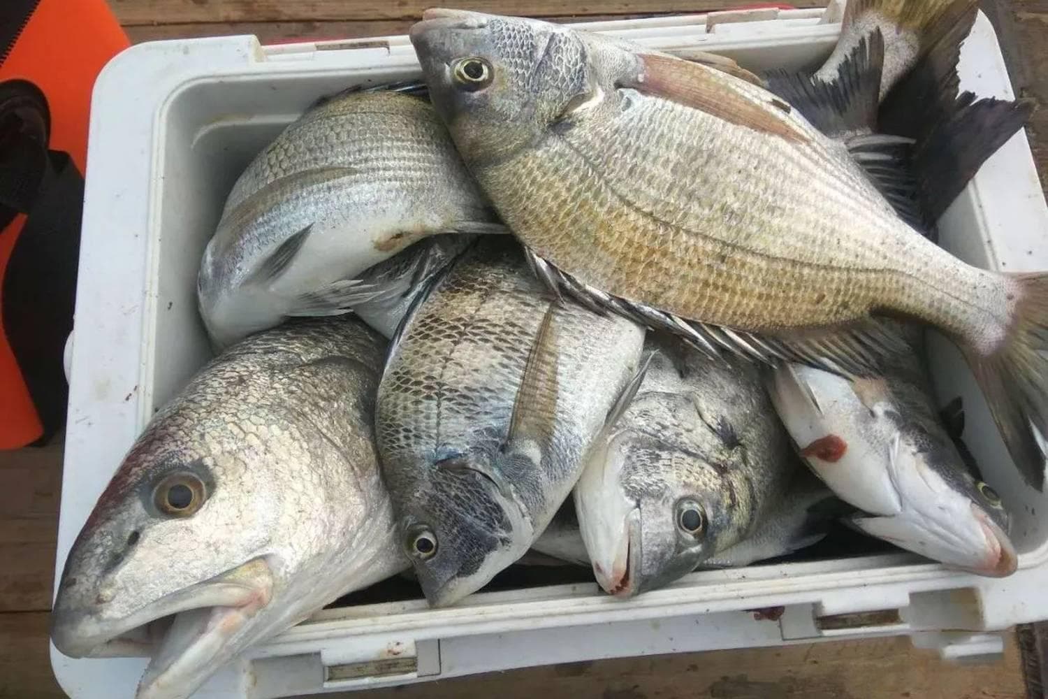 海钓虾饵的4种用法，垂钓效果的对比分析