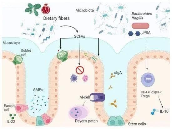 意大利学者探讨肠道屏障在人类健康和疾病中的重要作用