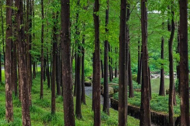 60种生态公益林造林主要乔木树种