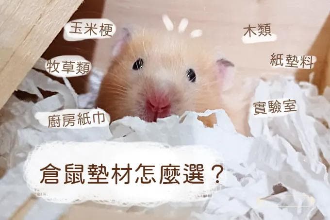 仓鼠垫材怎么选？垫材种类优缺点介绍