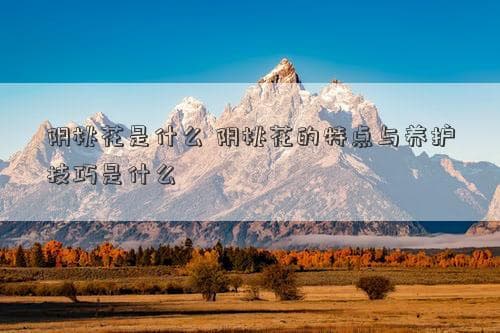 阴桃花：从观赏到文化，一文读懂这种独特植物