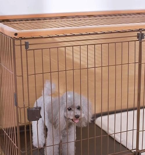 如何训练狗狗适应笼子生活？15个实用技巧全解析
