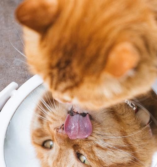 猫咪可以吃猪肉吗（探讨猫咪食用猪肉的可行性及注意事项）