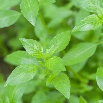荆芥：一种常用中药材的全面解析
