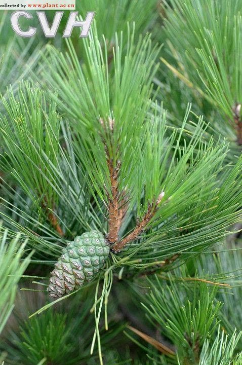 黄山松Pinus taiwanensis Hayata