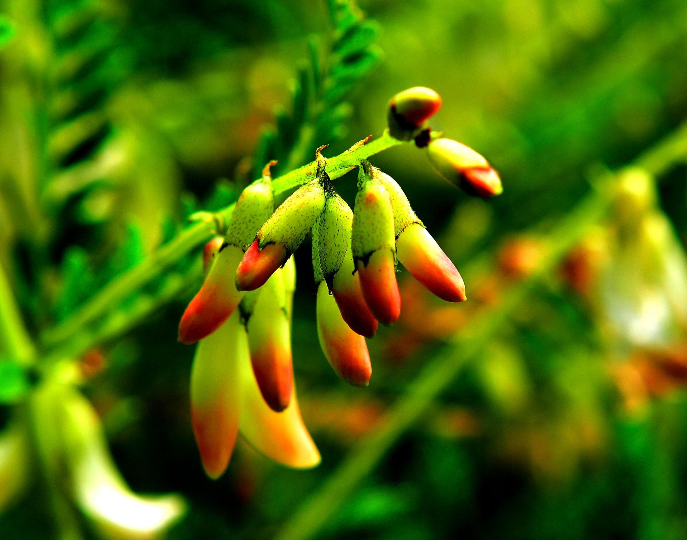 大同浑源黄芪：1500年种植历史，全产业链产值达8亿元