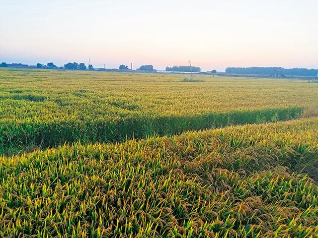 走进东北庄稼地：四平市的农业发展与丰收景象