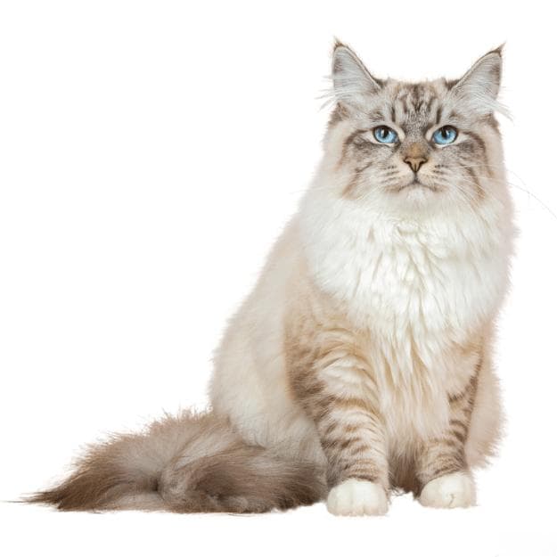 14种最温顺的猫咪品种：寻找你的理想猫咪伴侣