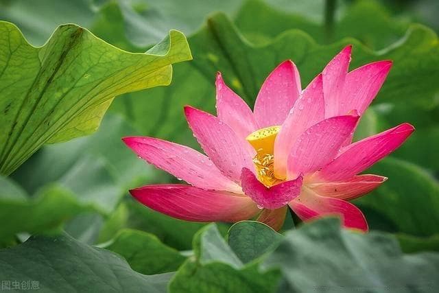 桃花在诗词中代表了什么？这四大意象，颂出千古名诗，惊艳世人