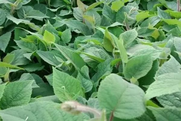 猕猴桃的种植阶段，分为幼树期、初果期、盛果期、衰老期