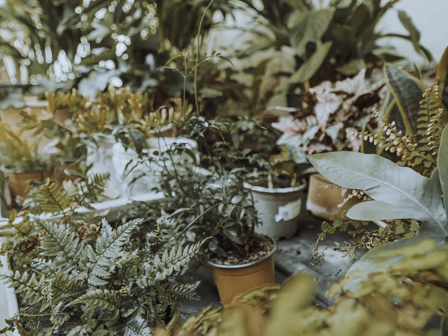 冬季植物养护：科学应对枯萎难题