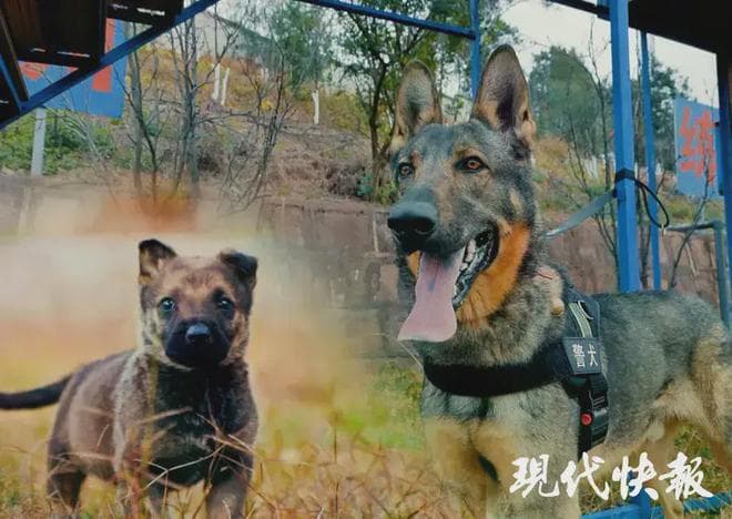 云南警犬训练基地通报四只警犬：有批评也有表扬