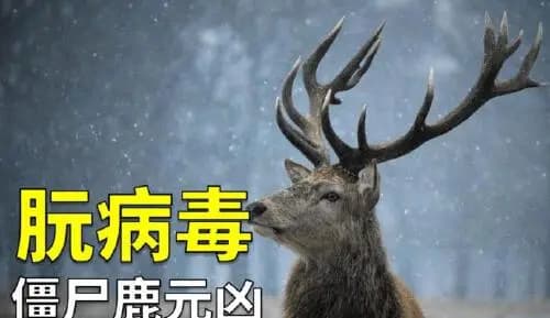 致死率达100%！被科学家称为“上帝的禁令”，朊病毒到底有多可怕