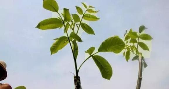 核桃树嫁接的最佳时机是什么时候？如何提高成活率？